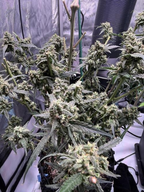 Jack Herer Auto. Week 11 - Day 75