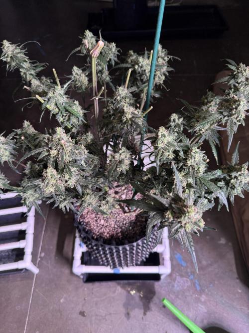 Jack Herer Auto. Week 11 - Day 77