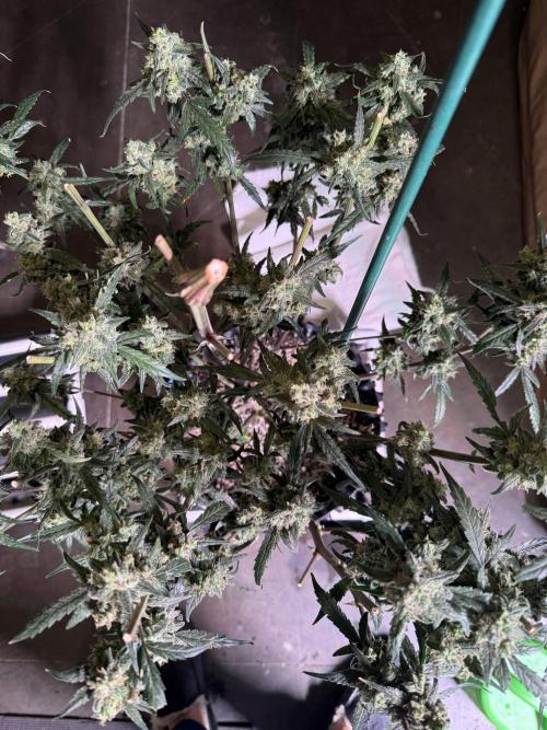 Jack Herer Auto. Week 11 - Day 77