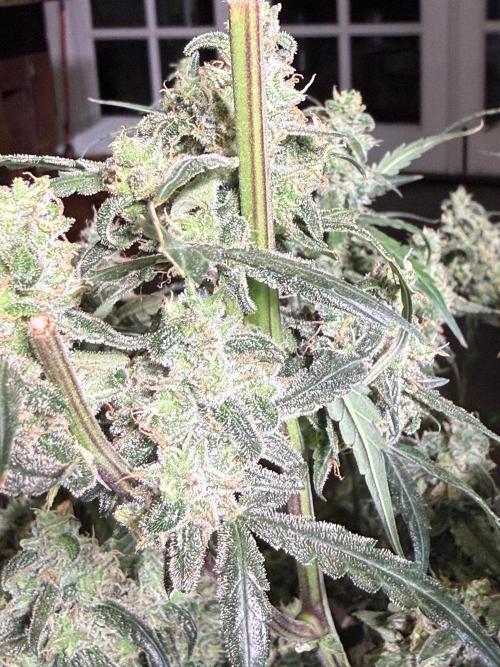 Jack Herer Auto. Week 11 - Day 77