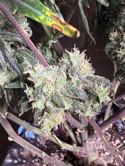 Jack Herer Auto. Week 11 - Day 77