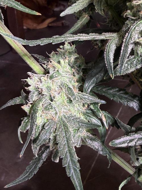 Jack Herer Auto. Week 11 - Day 77