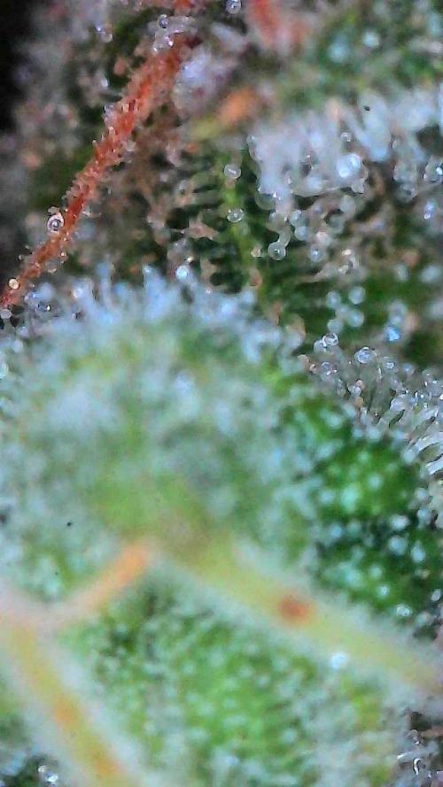 Jack Herer Auto. Week 11 - Day 77