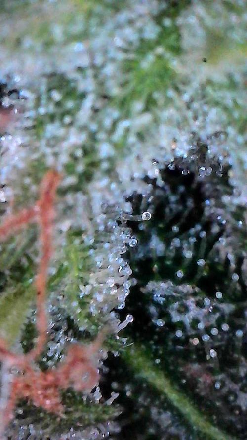 Jack Herer Auto. Week 11 - Day 77