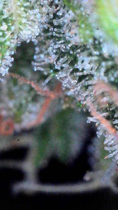 Jack Herer Auto. Week 11 - Day 77