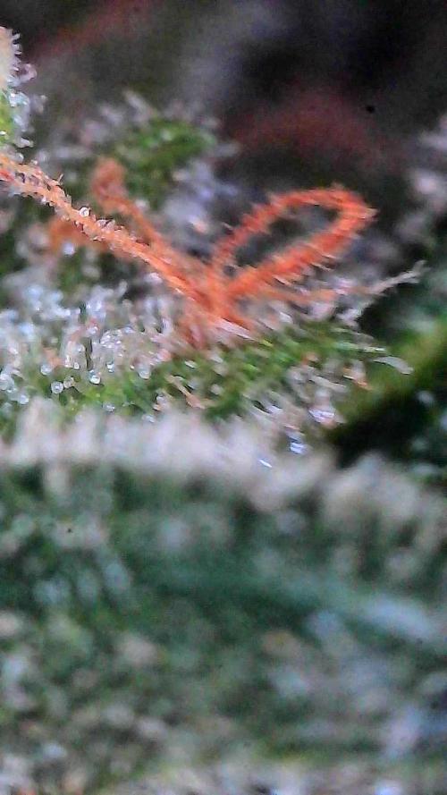 Jack Herer Auto. Week 11 - Day 77