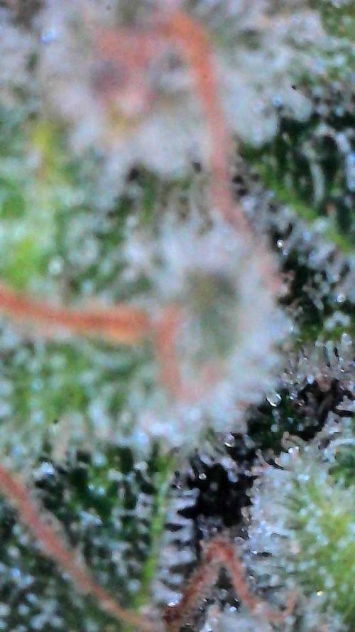 Jack Herer Auto. Week 11 - Day 77