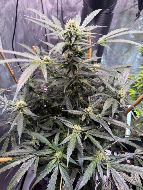Bruce Banner 3- Autopot v Airpots. Week 10 - BB2-Day 66