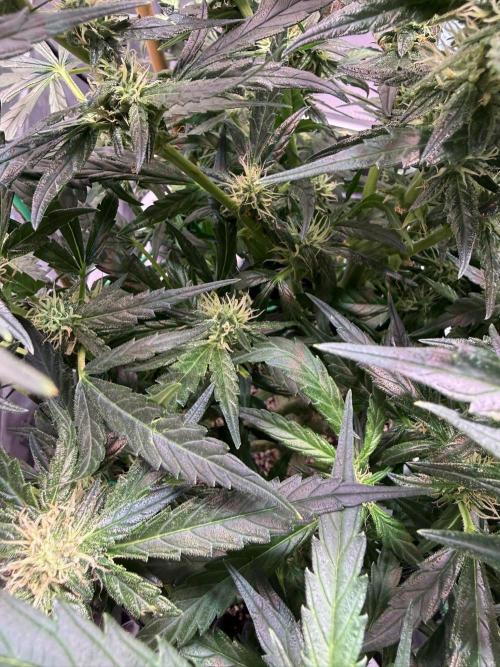 Bruce Banner 3- Autopot v Airpots. Week 10 - BB2-Day 66