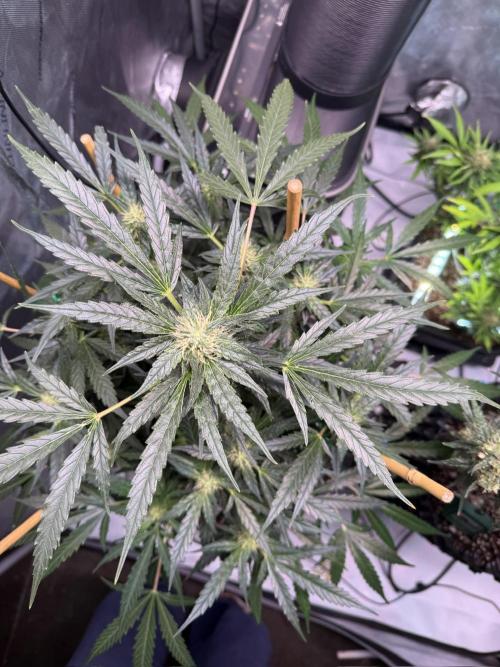 Bruce Banner 3- Autopot v Airpots. Week 10 - BB2-Day 66
