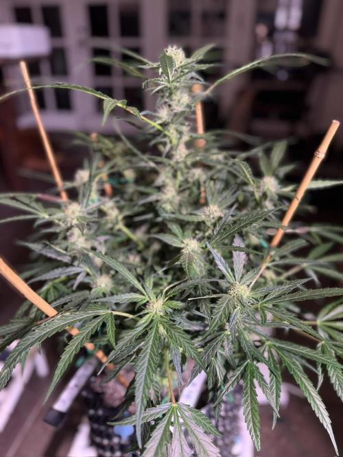 Bruce Banner 3- Autopot v Airpots. Week 10 - BB2-Day 66