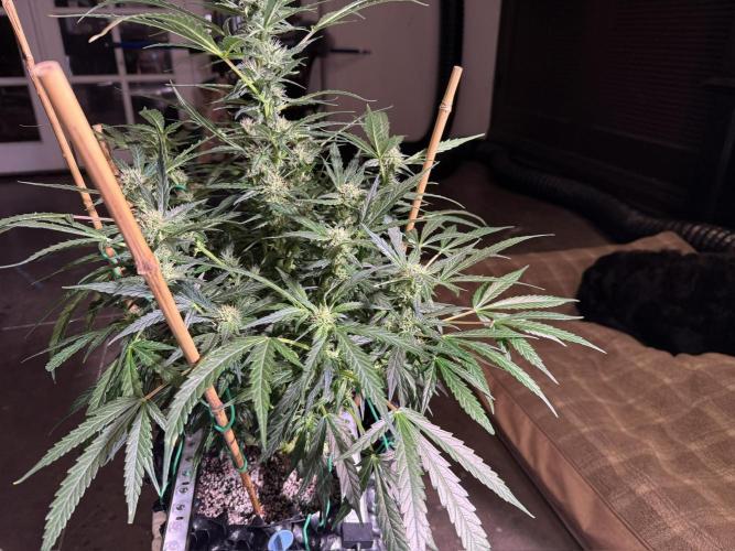 Bruce Banner 3- Autopot v Airpots. Week 10 - BB2-Day 66