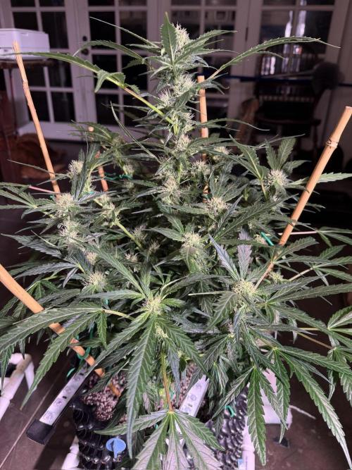 Bruce Banner 3- Autopot v Airpots. Week 10 - BB2-Day 66