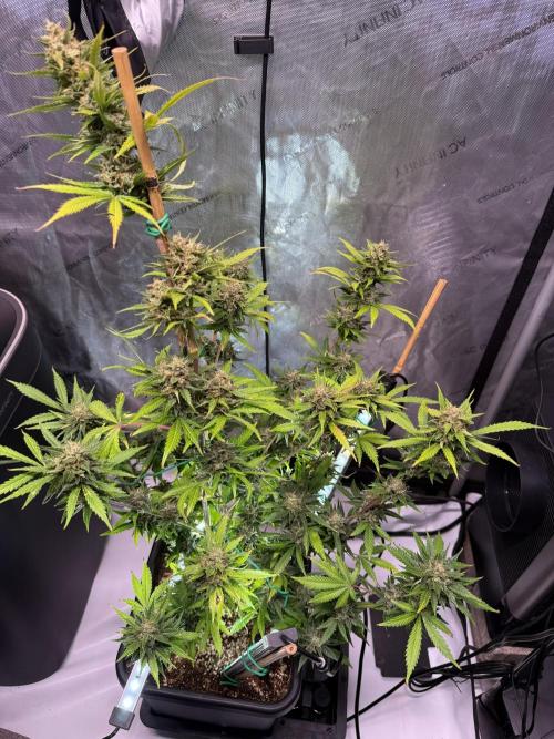 Bruce Banner 3- Autopot v Airpots. Week 10 - BB1-Day 66