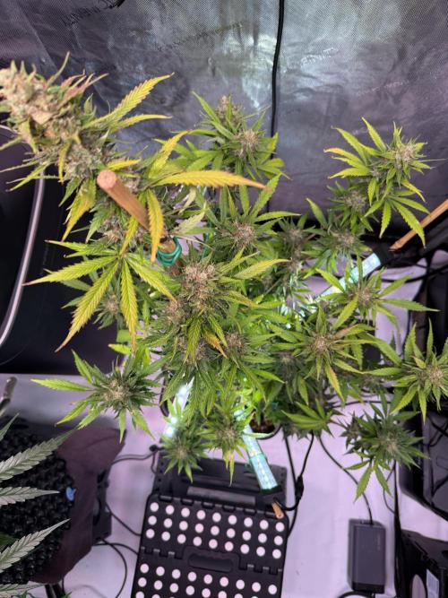 Bruce Banner 3- Autopot v Airpots. Week 10 - BB1-Day 66