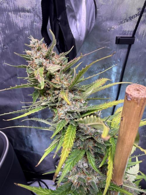 Bruce Banner 3- Autopot v Airpots. Week 10 - BB1-Day 66