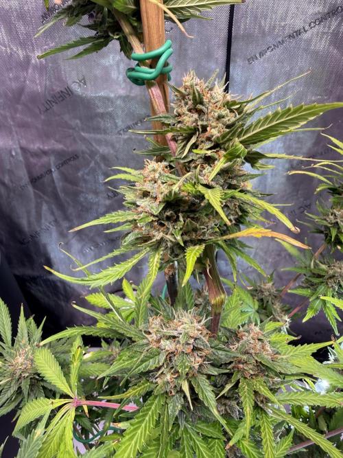 Bruce Banner 3- Autopot v Airpots. Week 10 - BB1-Day 66