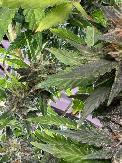 Bruce Banner 3- Autopot v Airpots. Week 10 - BB1-Day 66