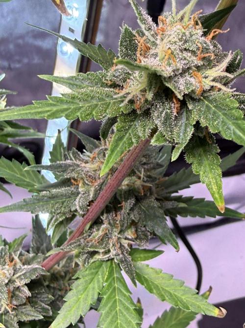 Bruce Banner 3- Autopot v Airpots. Week 10 - BB1-Day 66