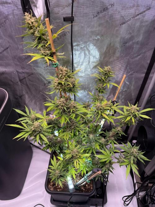 Bruce Banner 3- Autopot v Airpots. Week 10 - BB1-Day 68