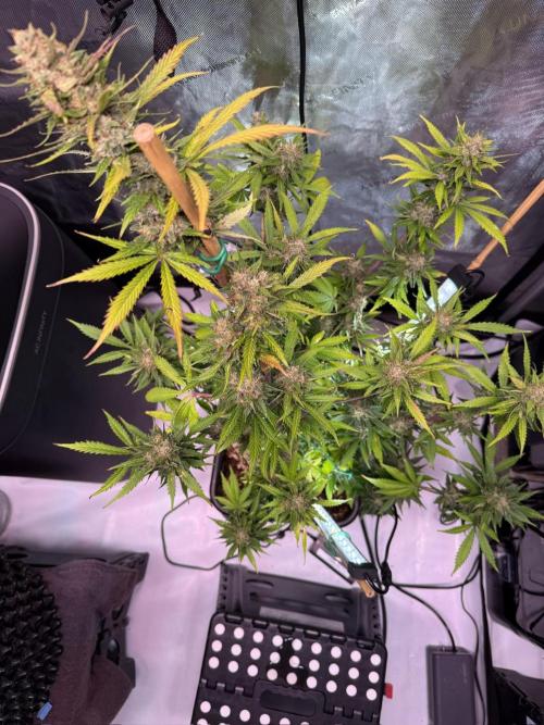 Bruce Banner 3- Autopot v Airpots. Week 10 - BB1-Day 68