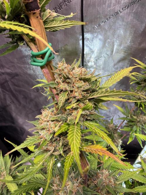 Bruce Banner 3- Autopot v Airpots. Week 10 - BB1-Day 68