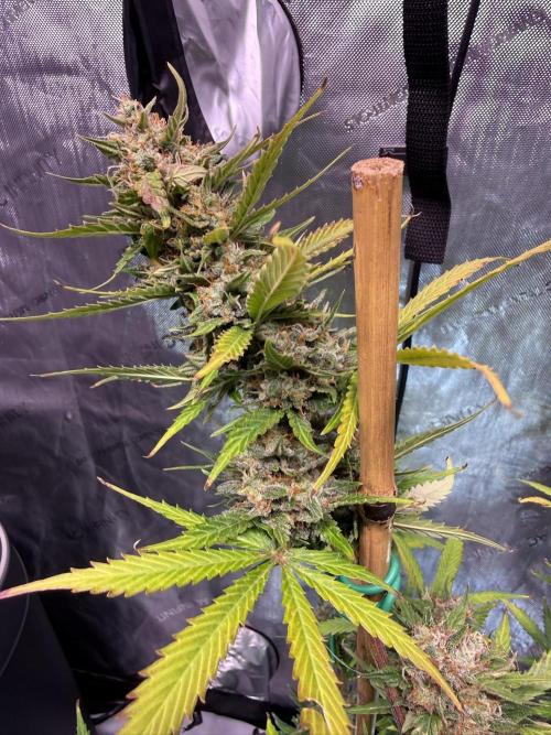Bruce Banner 3- Autopot v Airpots. Week 10 - BB1-Day 68