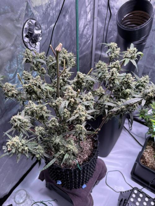 Jack Herer Auto. Week 12 - Day 78