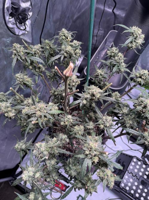 Jack Herer Auto. Week 12 - Day 78