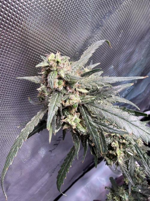 Jack Herer Auto. Week 12 - Day 78