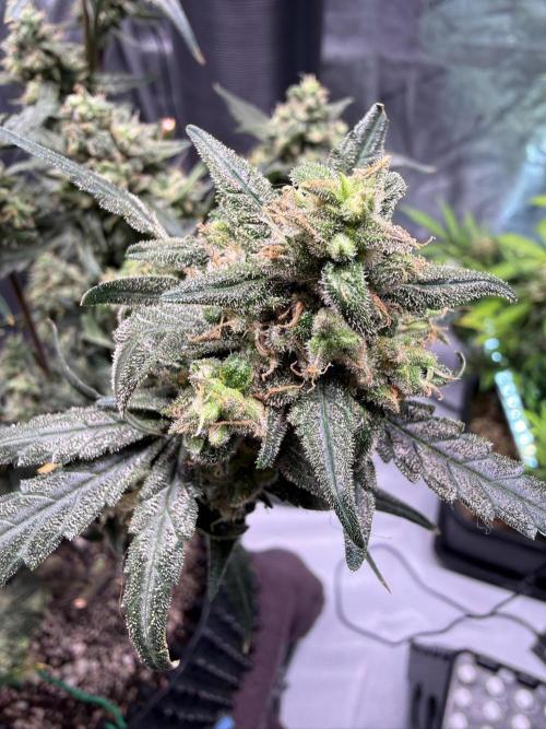 Jack Herer Auto. Week 12 - Day 78