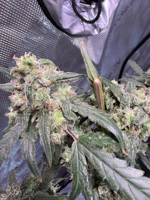 Jack Herer Auto. Week 12 - Day 78