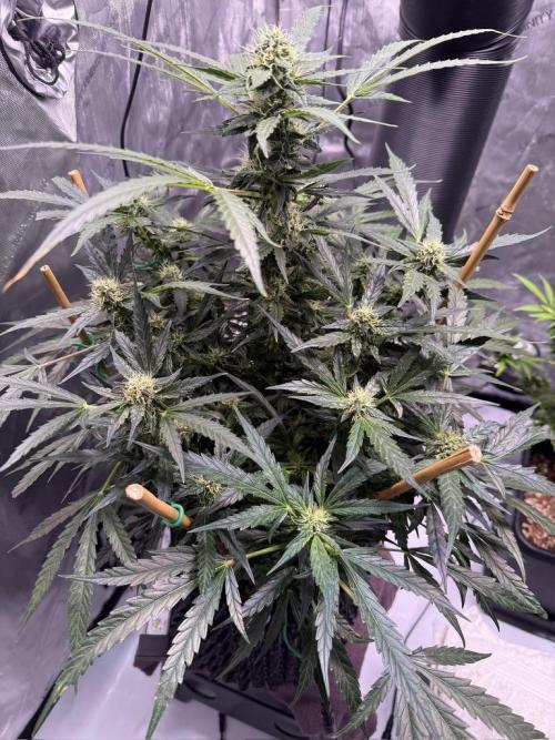 Bruce Banner 3- Autopot v Airpots. Week 10 - BB2-Day 68