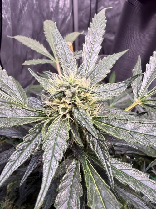 Bruce Banner 3- Autopot v Airpots. Week 10 - BB2-Day 68