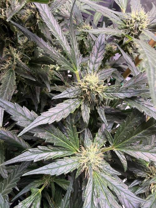 Bruce Banner 3- Autopot v Airpots. Week 10 - BB2-Day 68