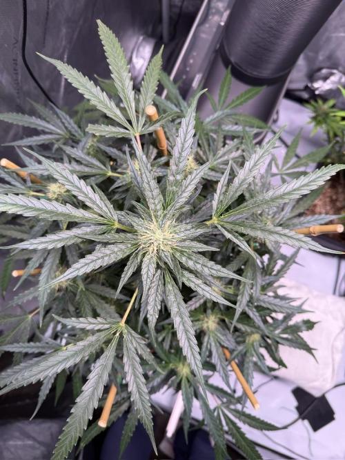 Bruce Banner 3- Autopot v Airpots. Week 10 - BB2-Day 68