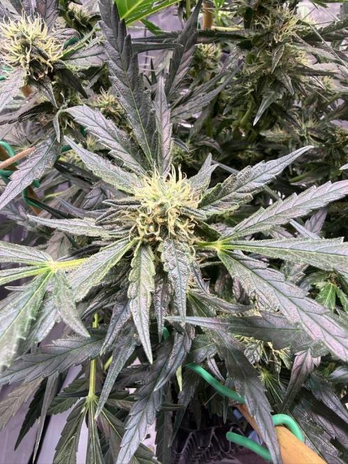 Bruce Banner 3- Autopot v Airpots. Week 10 - BB2-Day 68