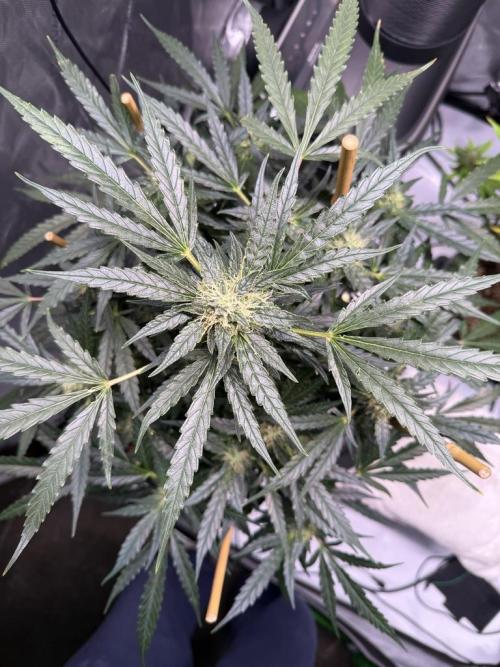 Bruce Banner 3- Autopot v Airpots. Week 10 - BB2-Day 70