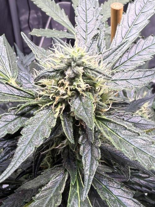 Bruce Banner 3- Autopot v Airpots. Week 10 - BB2-Day 70