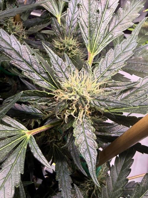 Bruce Banner 3- Autopot v Airpots. Week 10 - BB2-Day 70