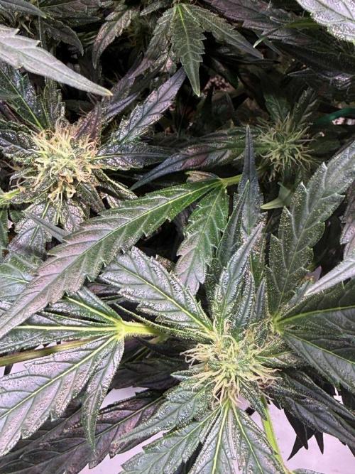 Bruce Banner 3- Autopot v Airpots. Week 10 - BB2-Day 72