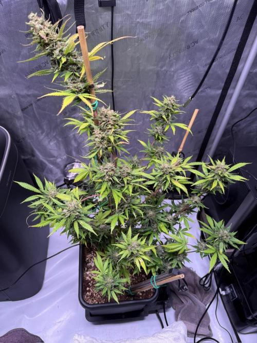 Bruce Banner 3- Autopot v Airpots. Week 10 - BB1-Day 70