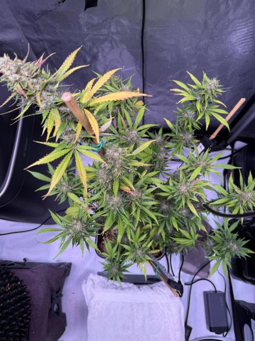 Bruce Banner 3- Autopot v Airpots. Week 10 - BB1-Day 70