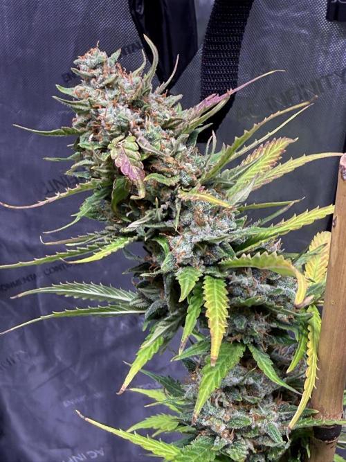Bruce Banner 3- Autopot v Airpots. Week 10 - BB1-Day 70