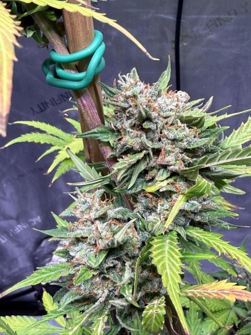 Bruce Banner 3- Autopot v Airpots. Week 10 - BB1-Day 70