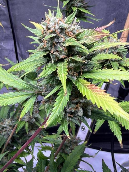 Bruce Banner 3- Autopot v Airpots. Week 10 - BB1-Day 70