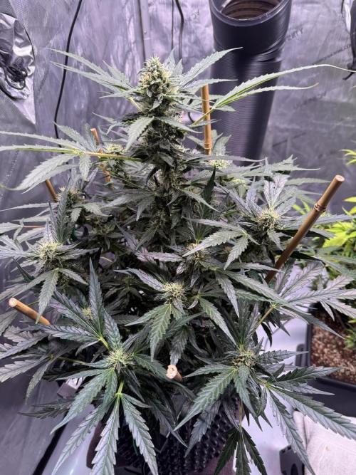 Bruce Banner 3- Autopot v Airpots. Week 10 - BB2-Day 70