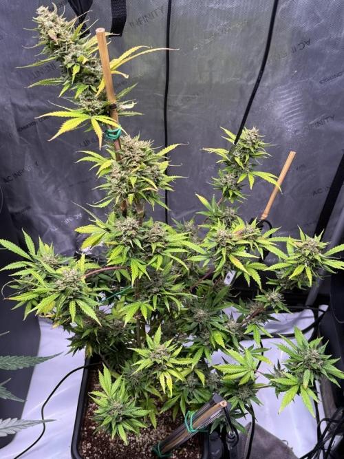 Bruce Banner 3- Autopot v Airpots. Week 11 - BB1-Day 71
