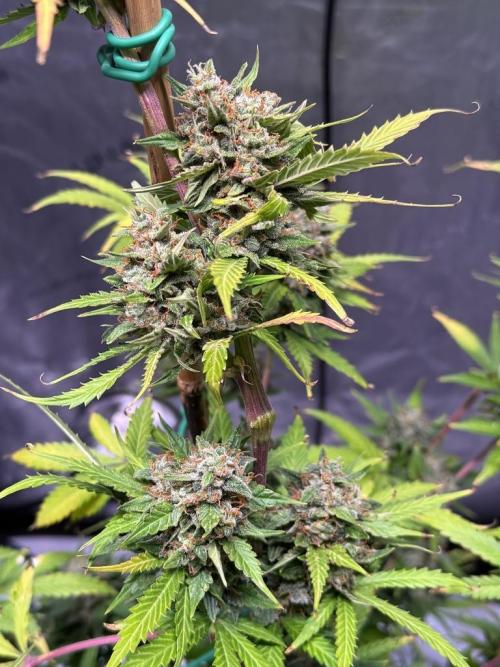 Bruce Banner 3- Autopot v Airpots. Week 11 - BB1-Day 71