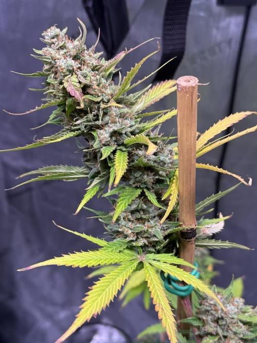 Bruce Banner 3- Autopot v Airpots. Week 11 - BB1-Day 71